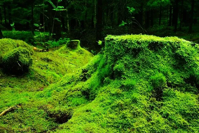 Obraz z chrobotka – sprawdzony sposób na oryginalną dekorację