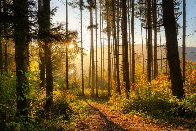 Las w szkle jako wyjątkowy prezent od serca? Kilka wskazówek jak wykonać go samodzielnie