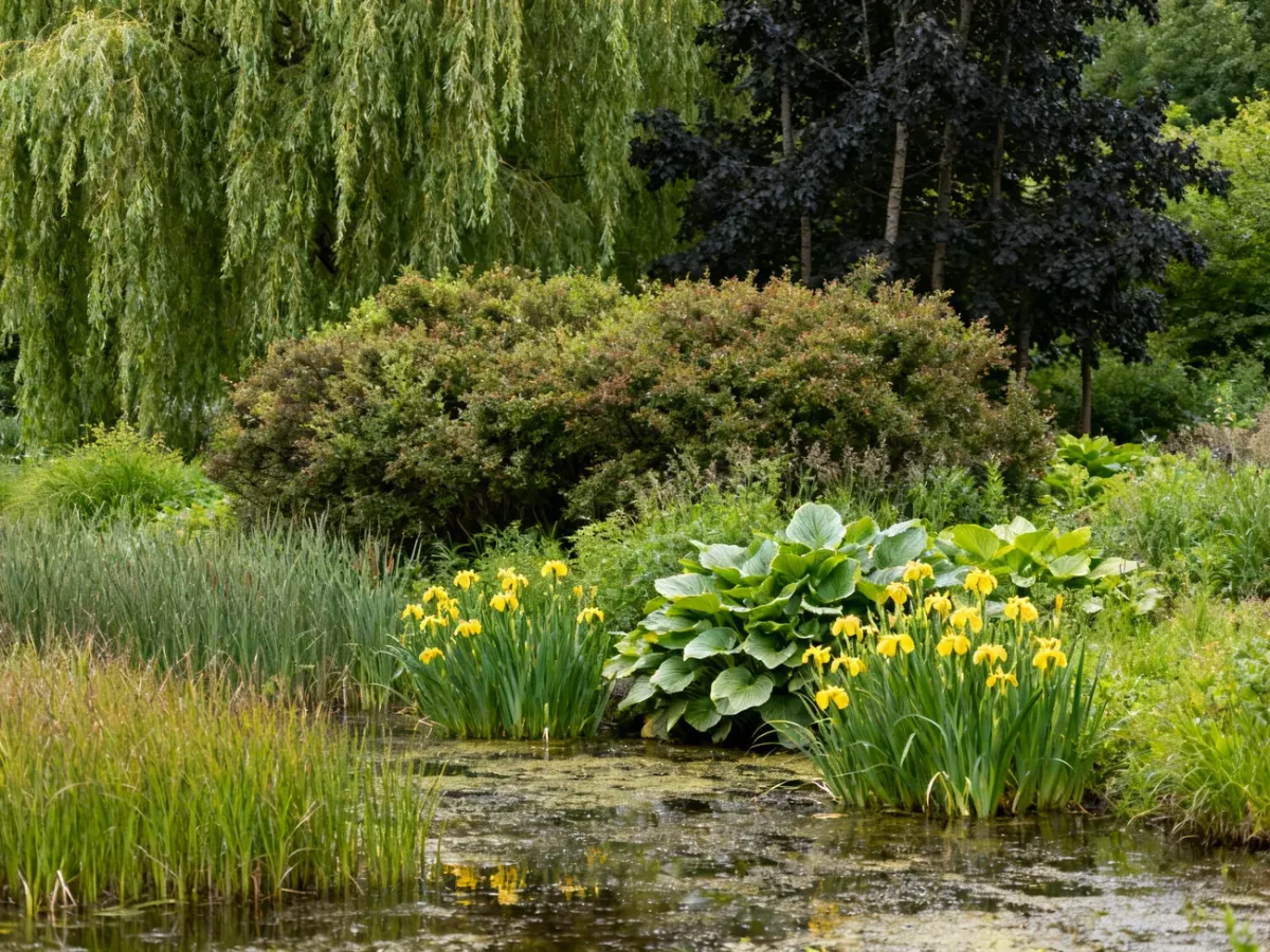 Naturalistyczny ogród na podmokłym terenie z wierzbą, olszą i roślinami bagiennymi