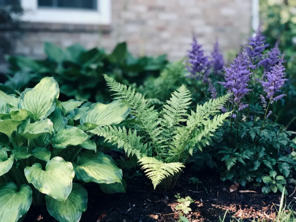 Zacieniona rabata przy północnej ścianie domu z hostami, paprociami i astilbe, które dobrze rosną w wilgotnym podłożu.